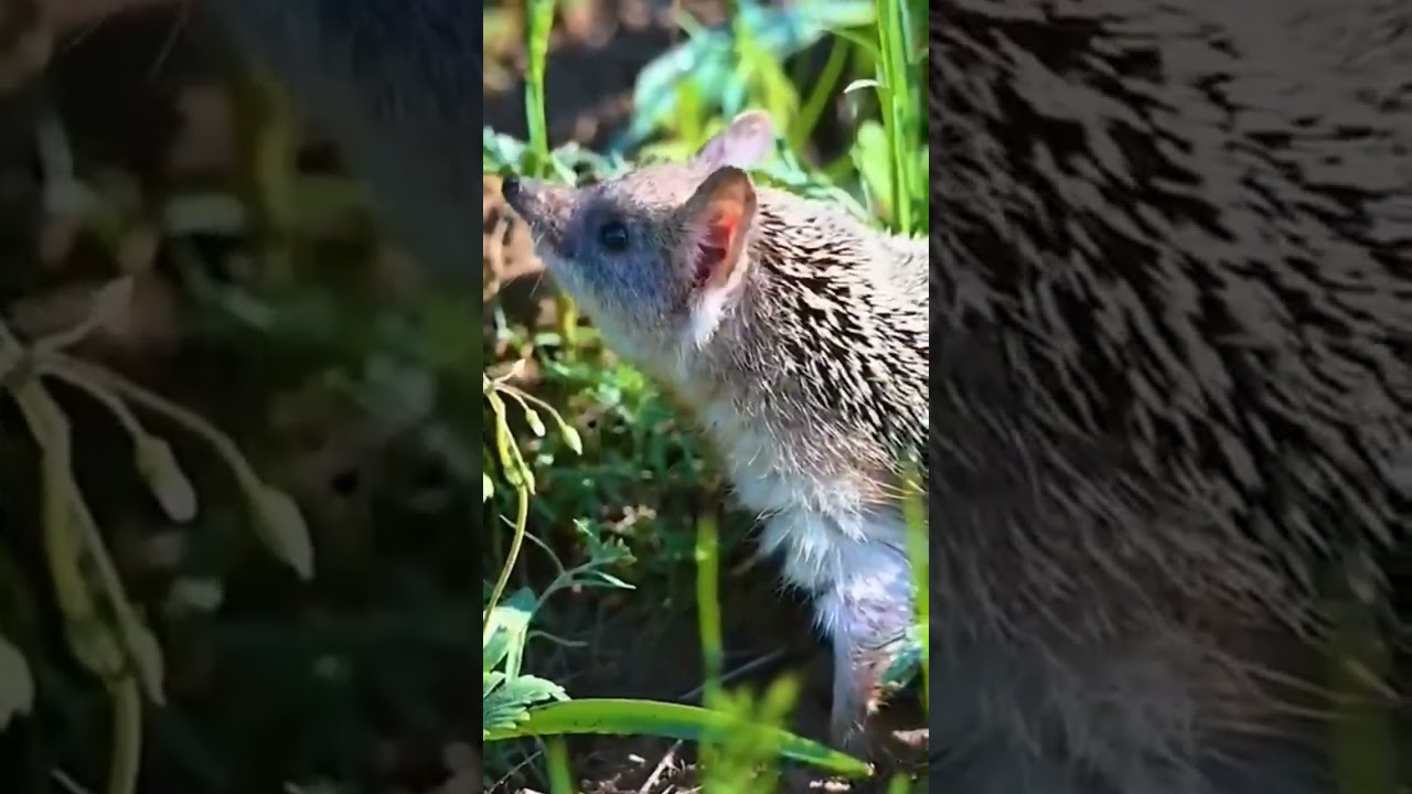 Ушастый или пустынный еж🦔 у него довольно высокие ножки, а длина ушей порой достигает 5 см.