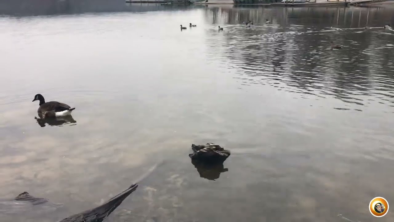 DIC 25, 2024 BURKE LAKE PARK - VIRGINIA