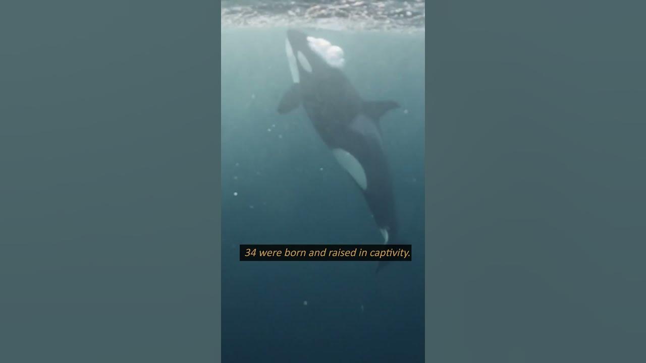 How Many Orcas are Held in Captivity in the World? shorts shortsfeed
