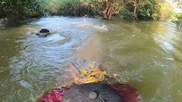 Tiun mang đuôi tiên cá tốt nhất Việt Nam để có thể bơi lặn tung tăng dưới biển nhặt rác thải nhựa