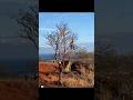Oahu mtb. Oahu mountain bike #mtboahu Hawaii mtb #mtbhawaii Trail rider #alohaadventure 808 outdoor