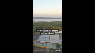 Can shrimp farming restore mangroves? by Conservation International 962 views 11 days ago 1 minute, 8 seconds