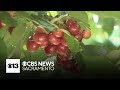 Dell&rsquo;Osso Farms sees bumper cherry crop after dodging damaging rainstorms