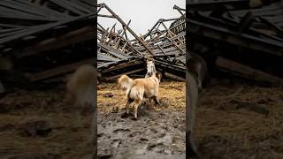 🐕The Brave Dog Saved A Trapped Horse From The Collapsed Barn 🐴 #dog #rescue #animal