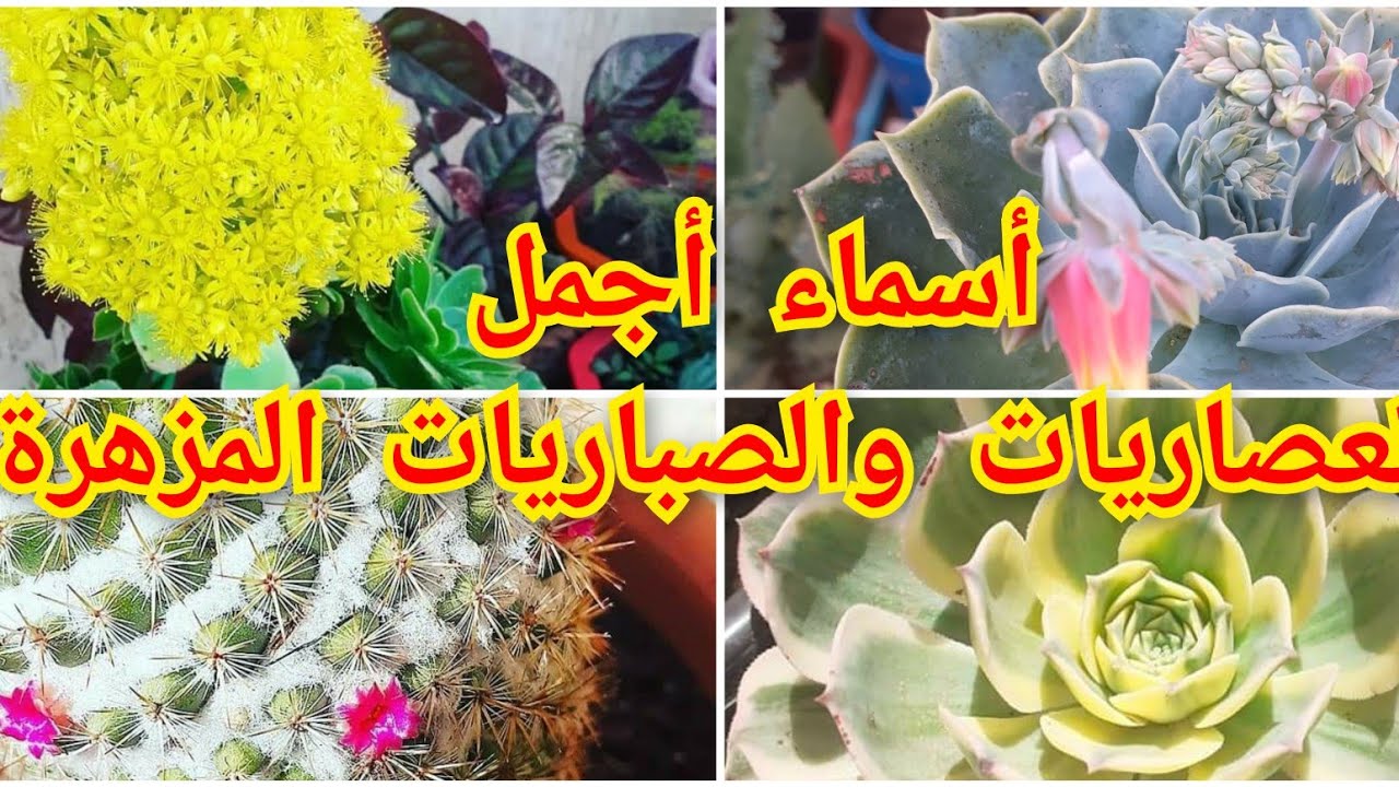 أجمل العصاريات والصباريات المزهرة best flowering cacti and succulents #cactus #succulent