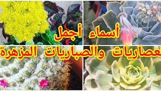 أجمل العصاريات والصباريات المزهرةplants succulentعصاريات