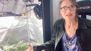 Mad Summer Cannabis Garden Days 95-110 //3 DAY Mashup