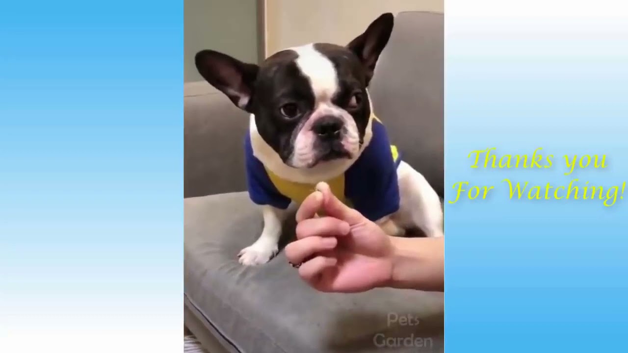 Funny And Cute Compilation Of Cat and Dog Life#1 