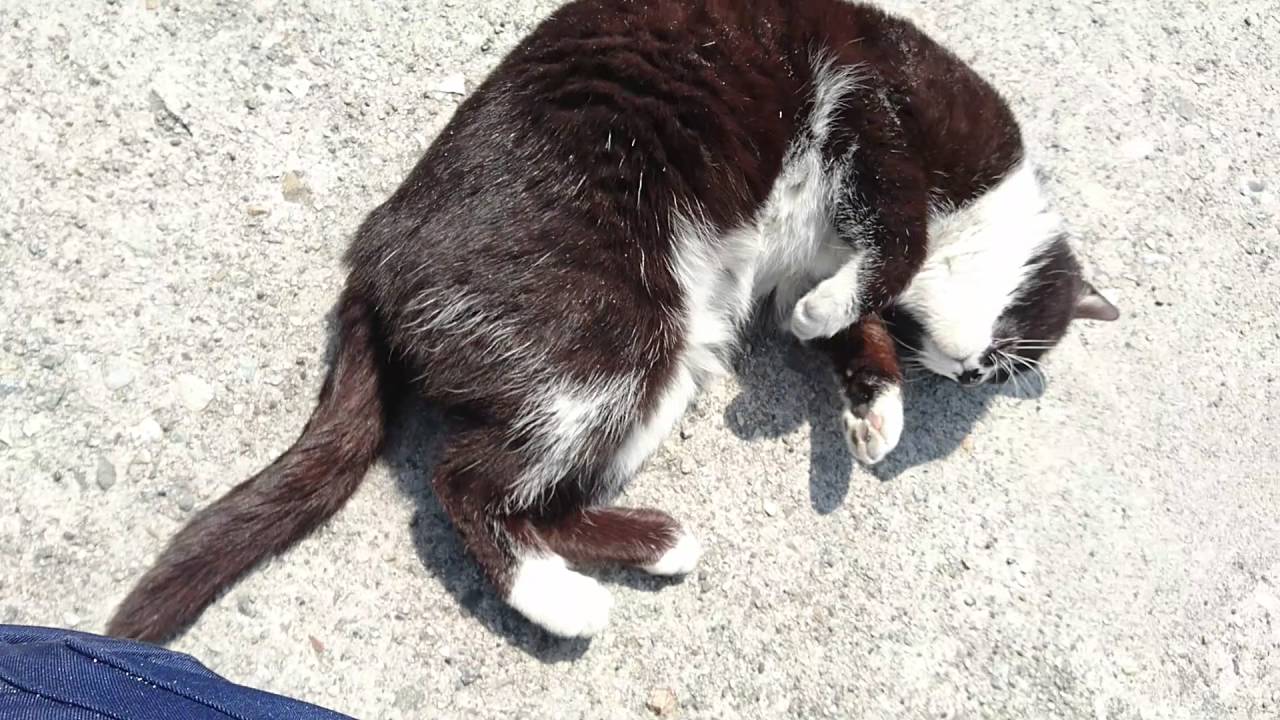 すごく人なつっこい野良猫 Youtube