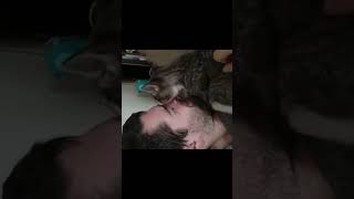 Painful cat bath