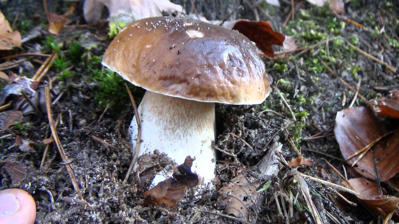 Funghi porcini best video 2011! by Marco YouTube