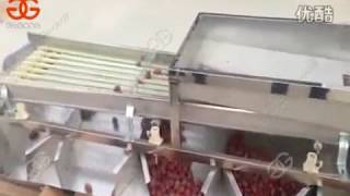 grading and sorting machine for dates