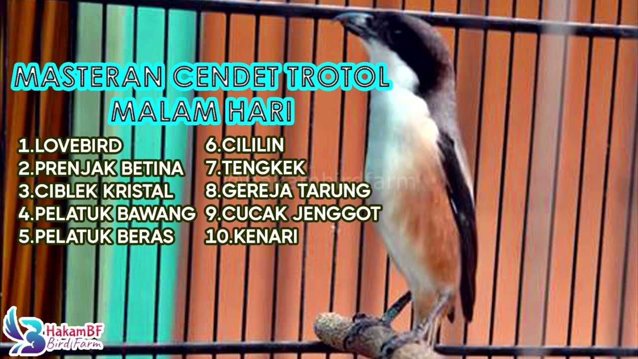 Masteran cendet trotol malam hari 