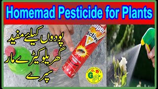 Homemade Organic Pesticide for Plants | Organic Pesticide for Plants at Home | Homemade Plants Spray