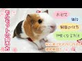 モルモットの飼い方を徹底解説