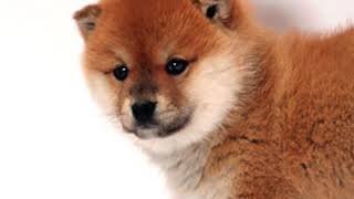 shibe_meme (happy birthebub, zaydo)
insanely low effort meme made in a rush but here you go shibe_meme (happy birthebub, zaydo)