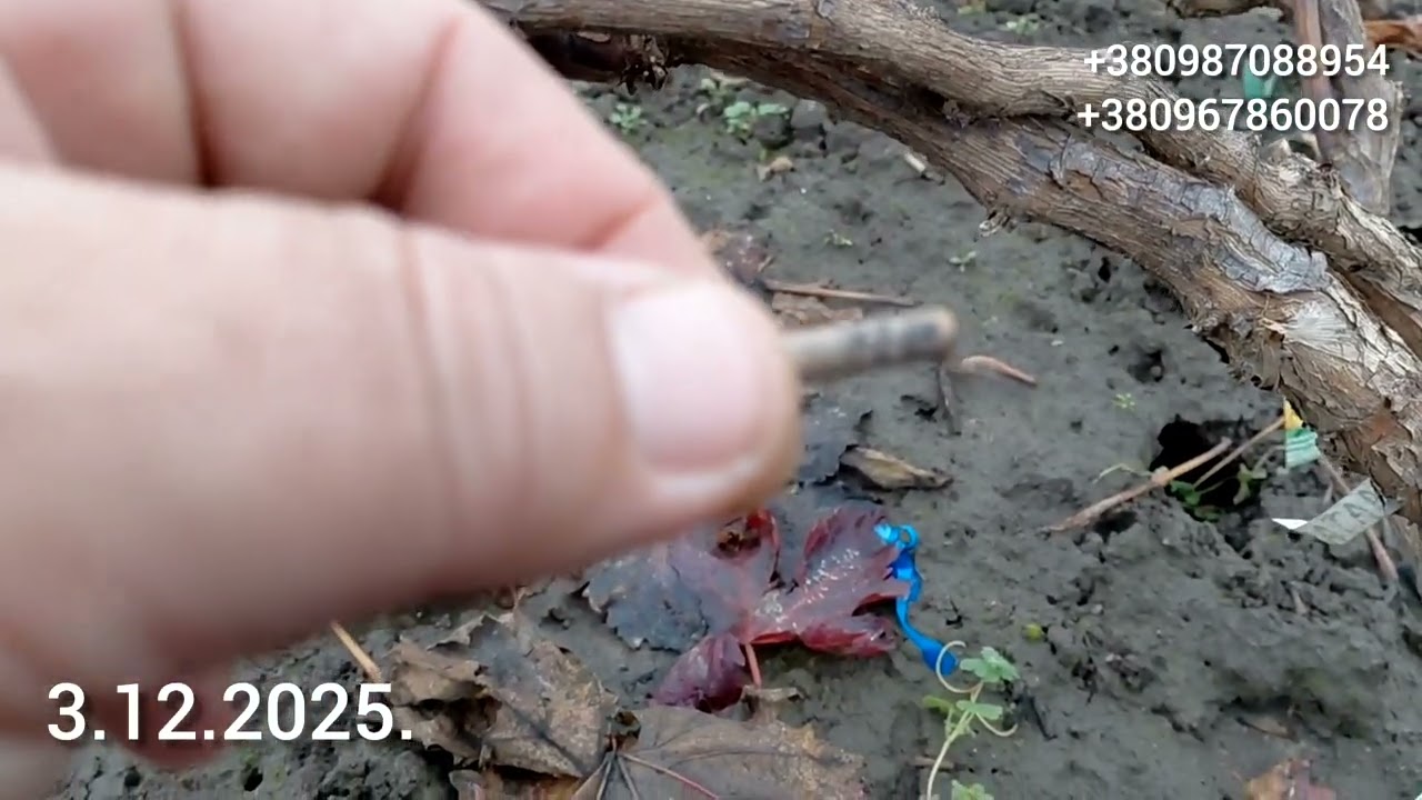 Як підготувати кущі 🍇 до перещеплення.Які форми видаляю.