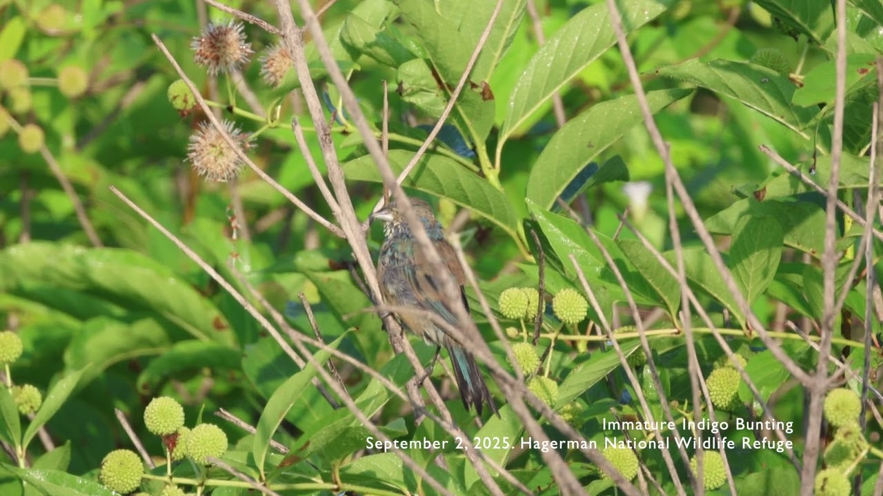 20250902 Indigo Bunting