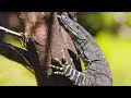 Monitor Lizard: The Most Intelligent Lizard In The World | WILD ASIA | Real Wild