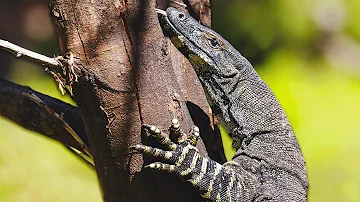 Monitor Lizard: The Most Intelligent Lizard In The World | WILD ASIA | Real Wild