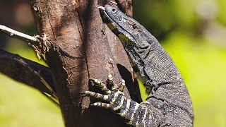 Monitor Lizard: The Most Intelligent Lizard In The World | WILD ASIA | Real Wild