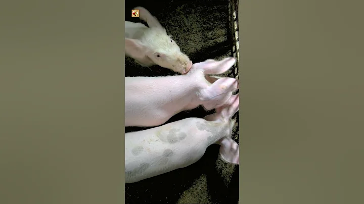 Pig Sounds | Listen to These Cute Pigs Oinking and Squealing! 🐷💕