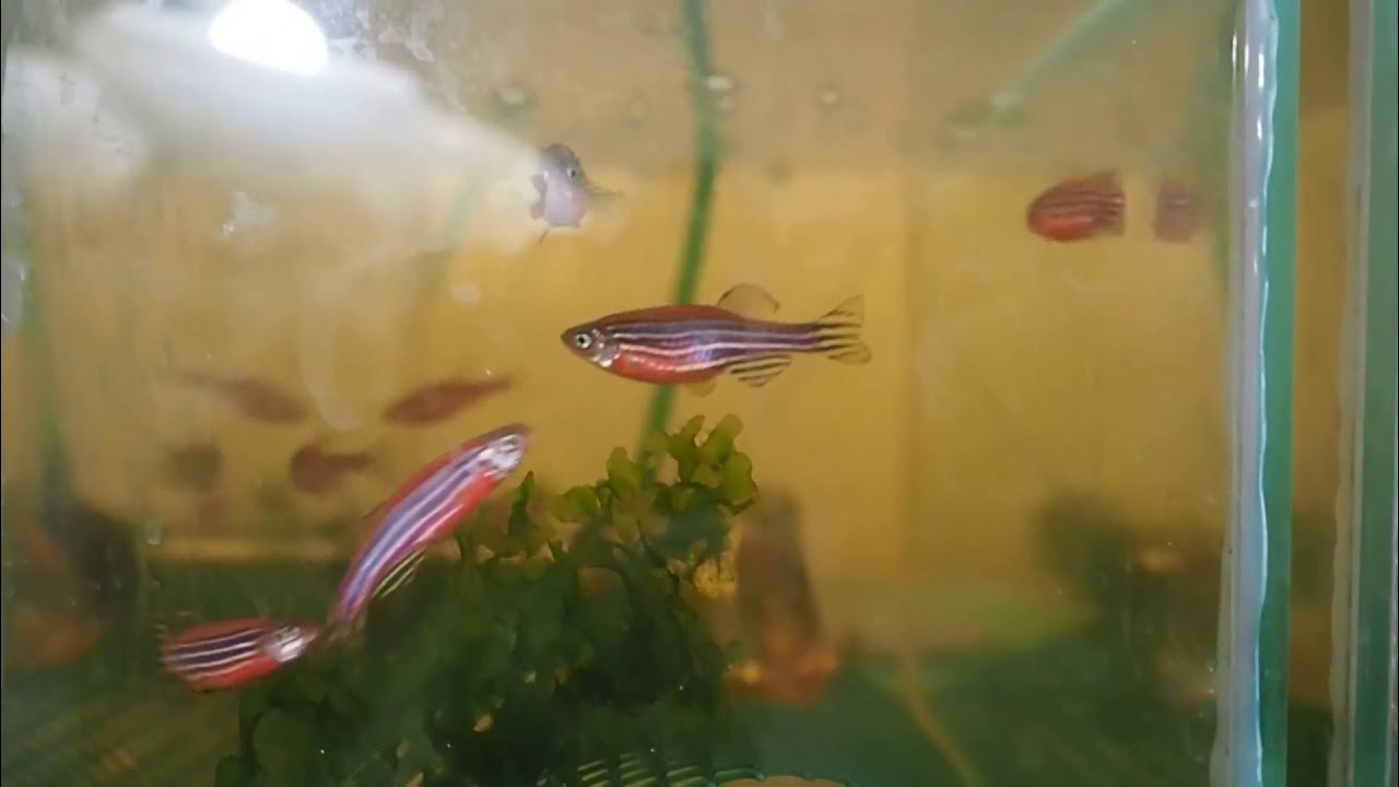 икра данио рерио. икра данио. неоплодотворенная икра данио. как выглядит икра данио. икринки данио рерио.