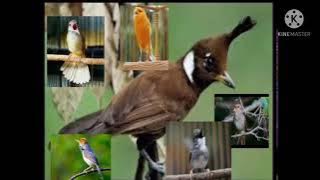 1 jam masteran full tembakan sikatan Londo, prenjak, ciblek, cililin, kapas tembak, gereja tarung