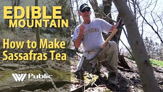 EDIBLE MOUNTAIN - How To Make Sassafras Tea