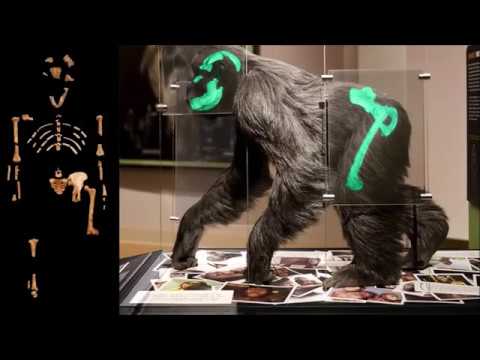Lucy der Australopithecus: Übergangsform oder ausgestorbener Affe? Deutsche Version