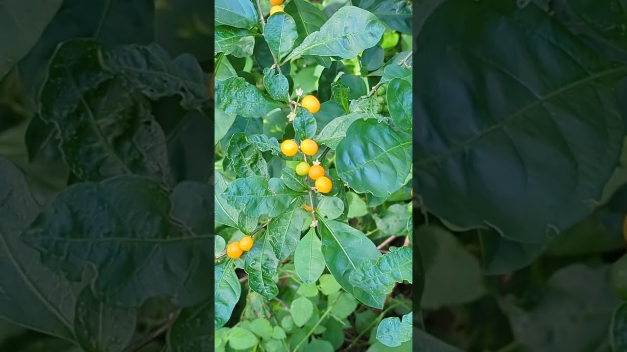 Jerusalem Cherry Nightshade Orange Fruit aka Christmas Cherry on Fake Animal Trail, Cross Seminole