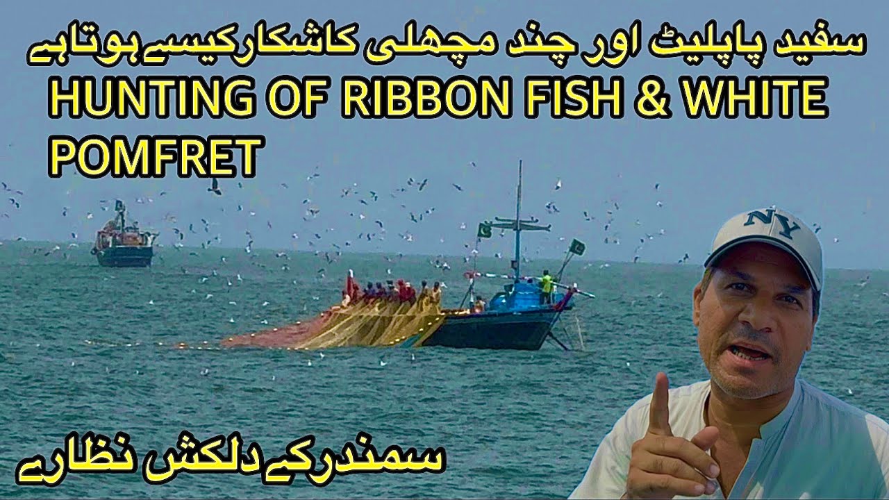 White pomfret and ribbon fish hunting in Arabian Sea HINDI / URDU