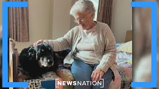 Dog escapes shelter, sneaks into nursing home that later adopts him | NewsNation Now