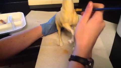 HOW TO pastel a BAY OVERO Breyer Part 2