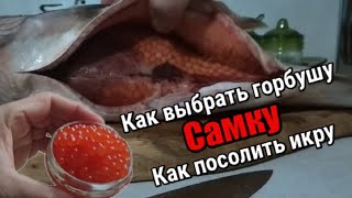 Как посолить красную икру. Как выбрать горбушу с икрой