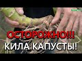 Осторожно!!! Кила капусты! Что можно и чего нельзя делать?