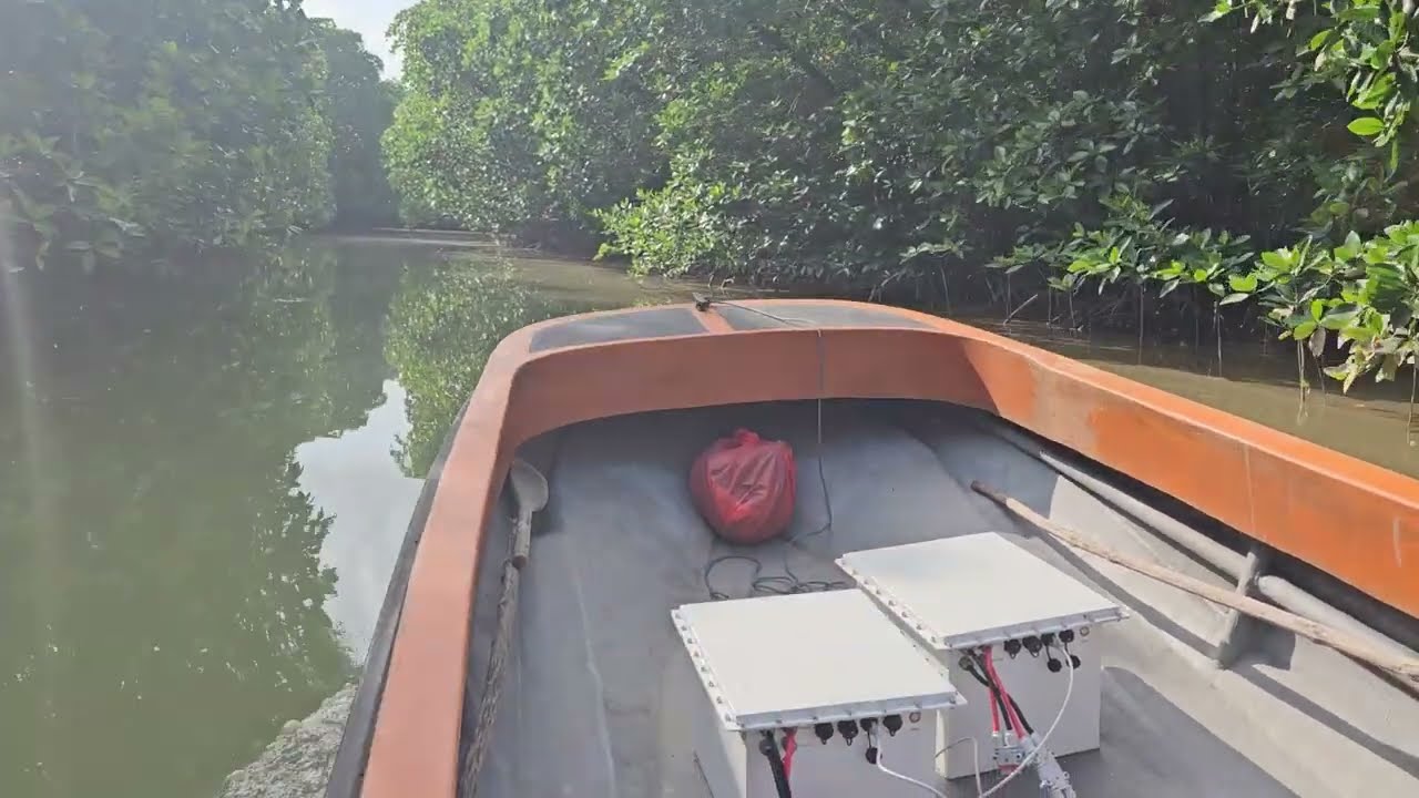 Mangrove Forest Test