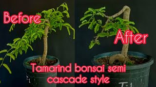 #How to make tamarind bonsai easily#semi cascade #tamarind bonsai #pruning #