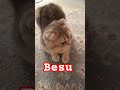 Bisu being the cutest cat on earth! 🥺❤️ #shorts #cutecats