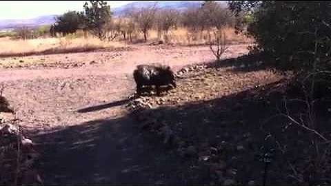 Javelinas run wild at the TREE of LIFE