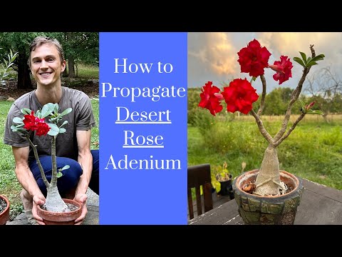 DESERT ROSE ADENIUM