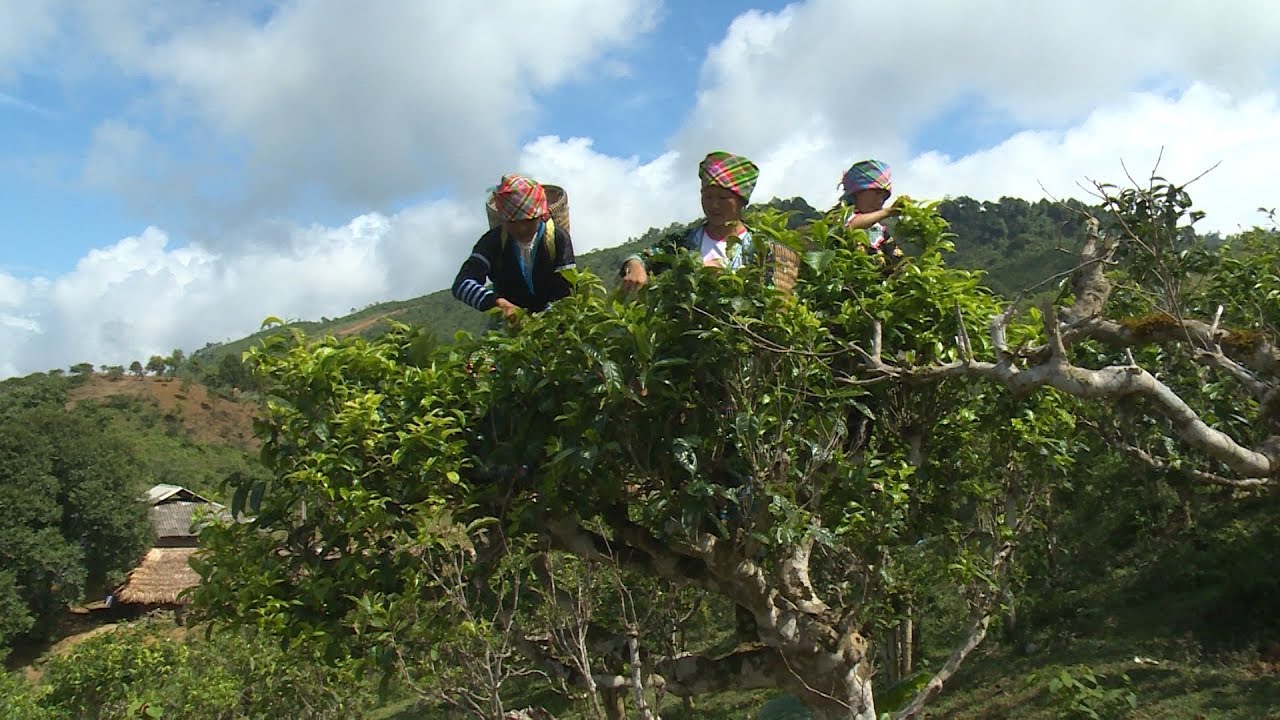 Sắc màu dân tộc: Người Mông ở Suối Giàng