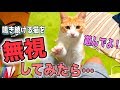 遊んで欲しくて鳴き続ける猫を全力で無視してみた！