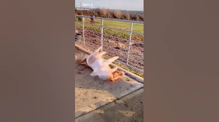 Video 5055891: cats kitten compilation, cats dogs compilation, compilation baby kittens, cat kitten amazing