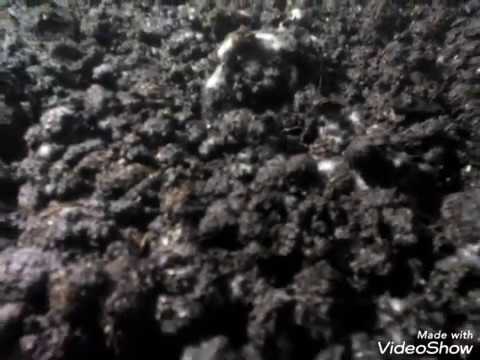 Video: Kako Se Uzgajaju Gupiji