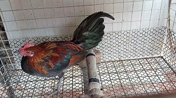 4 (8)Saib me nyuam qaib f1.f2 ua kev lom zem nawb cov phooj ywg nyiam qaib qu . 2024