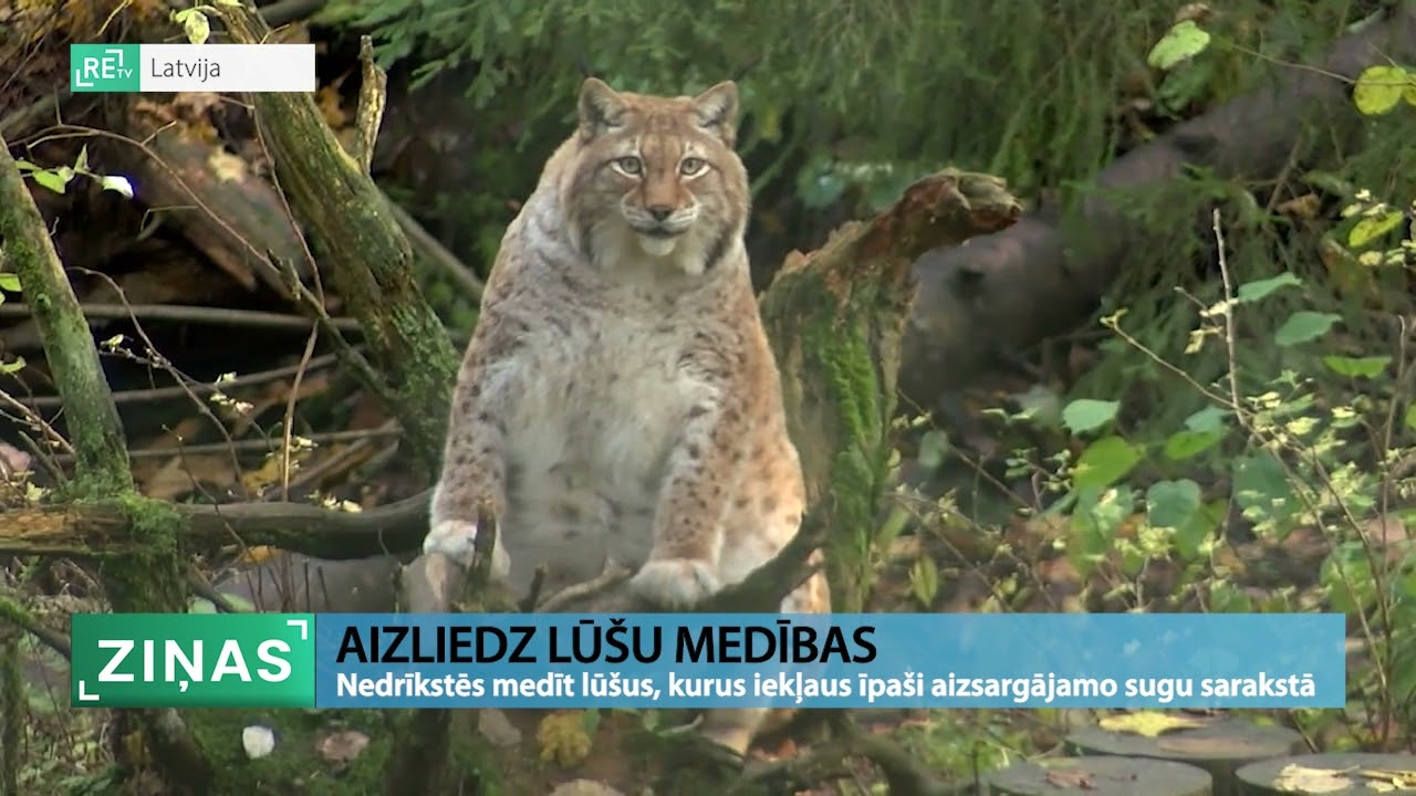 ReTV: Lūšus iekļaus īpaši aizsargājamo sugu sarakstā; nevarēs arī medīt