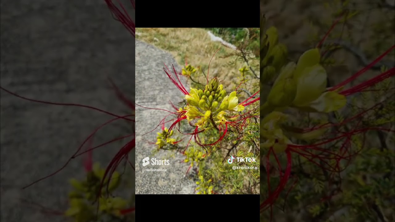 18 Дорога Хорватия   Черногория   