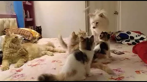 Video 837841: shorthair maine coon, exotic shorthair cattery, maine coon kitten playing, persian cattery, breed kitten, bells cattery, kitten show quality