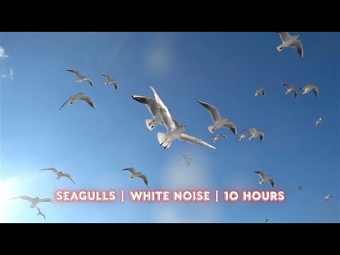 Seagull Sounds for Baby Sleep 💤 | 10 Hours of Soothing White Noise